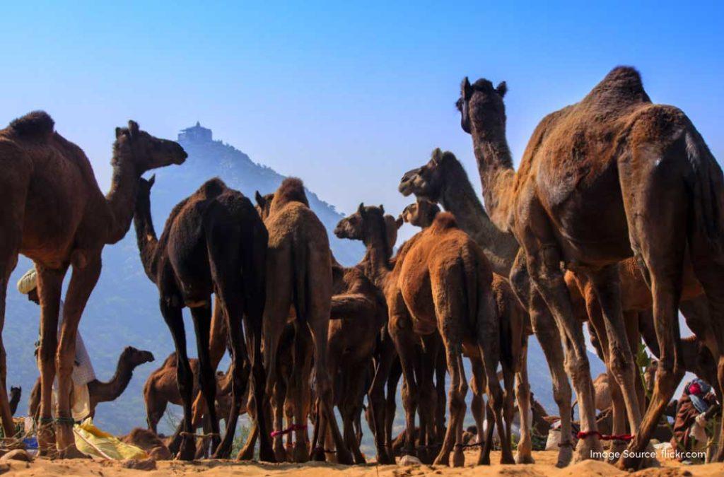 The Pushkar Camel Fair or Pushkar Mela is an annual livestock festival that happens in the Pushkar and Ajmer regions of Rajasthan. 