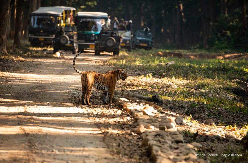 There are a total of 6 accessible safari zones in Jim Corbett National Park. 