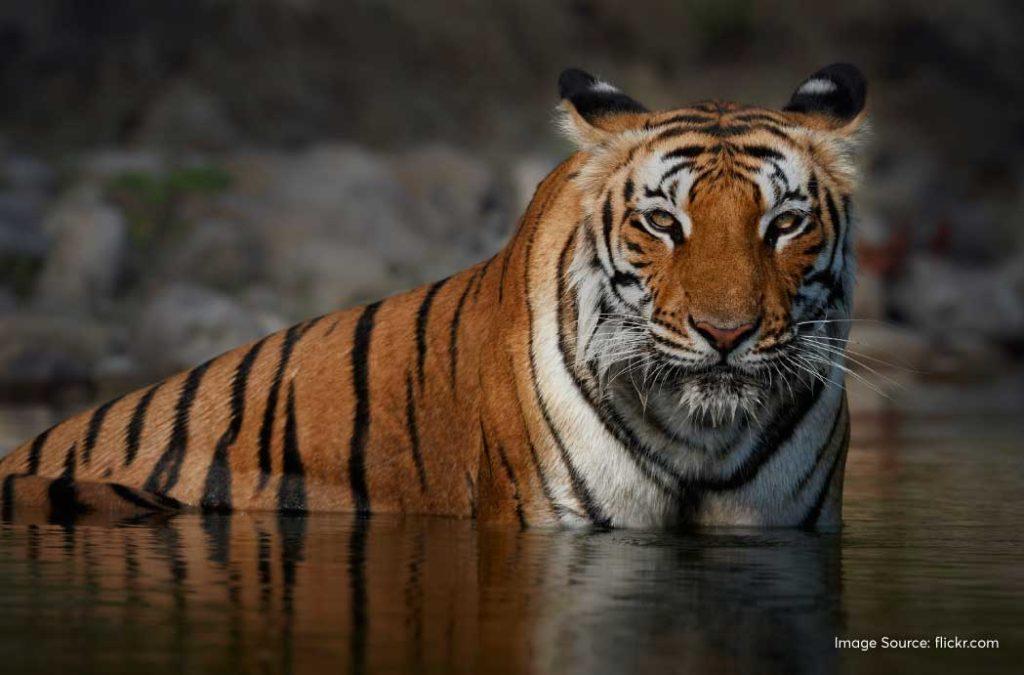 The park's rich biodiversity includes the majestic species of the Bengal tiger