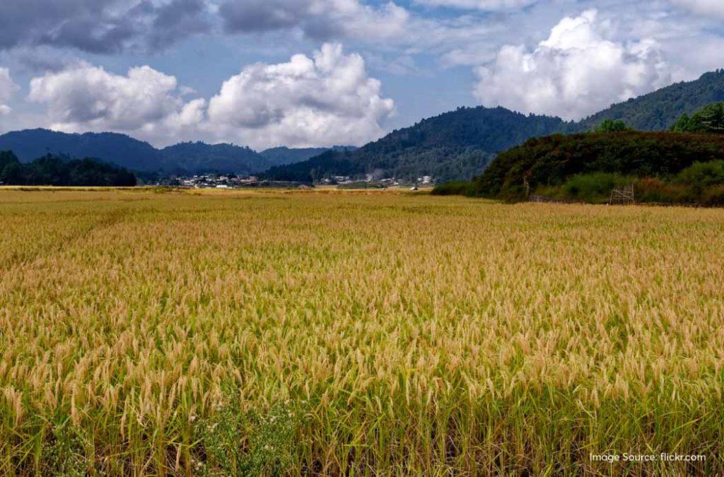 Ziro is a picturesque valley with a lot of lush greenery and dense pine forests.