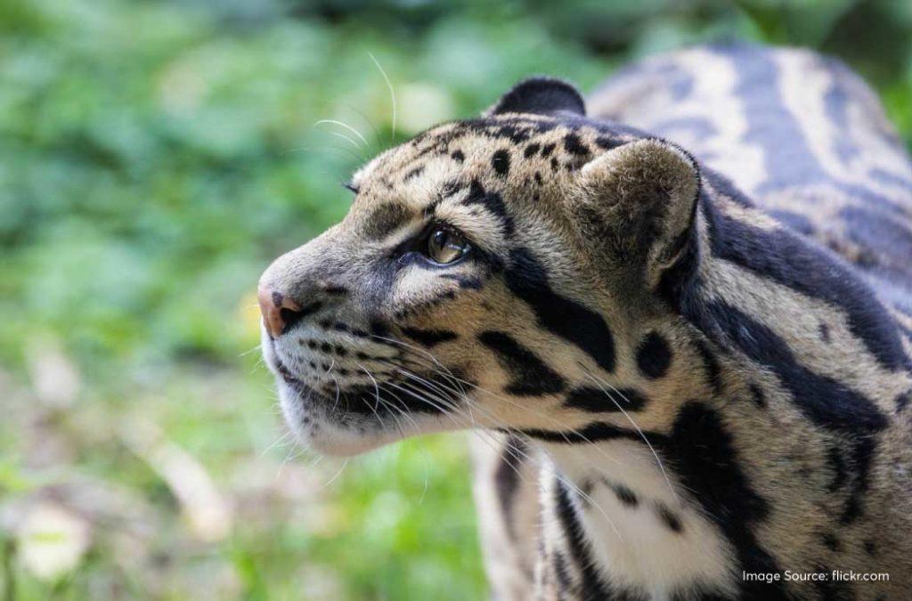 Talley Valley Wildlife Sanctuary houses 15 endangered plants, 130 species of birds and rare animals like the clouded leopard, red panda, Malayan giant squirrel, and Asian palm civet.
