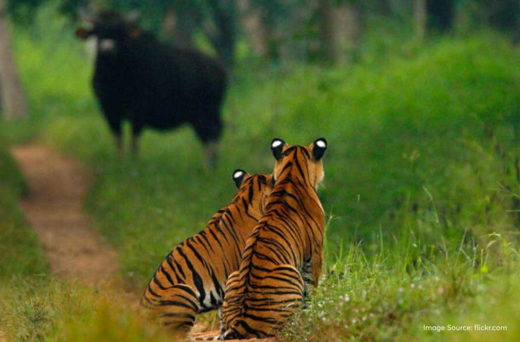 Visit one of exotic zoological parks in India