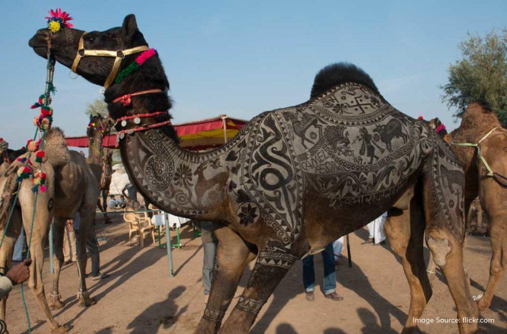 The Annual Nagaur Cattle Fair is organised during the months of January or February in the Nagaur village, which is 48km away from Khimsar.