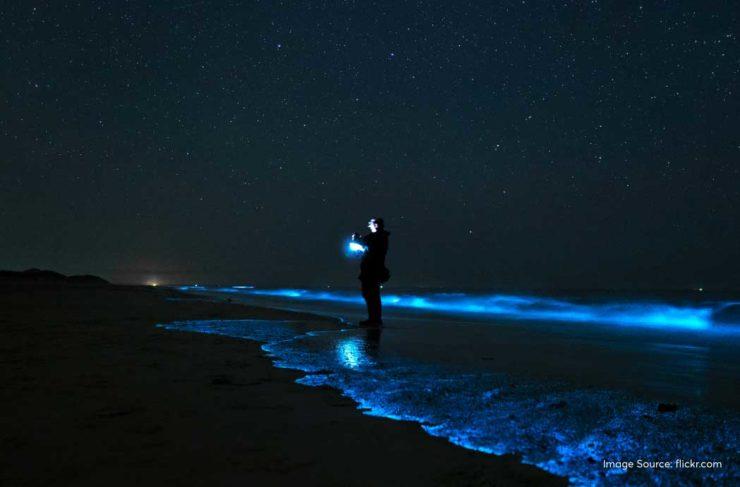 Bioluminescent Beaches: Have The Best Time On These 7 Sparkling Shores ...