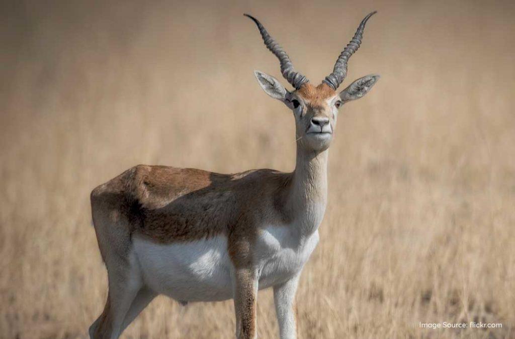 Is it possible to find greenery in a desert? Yes, it is possible if you are visiting the Black Buck Reserve in Panchala.
