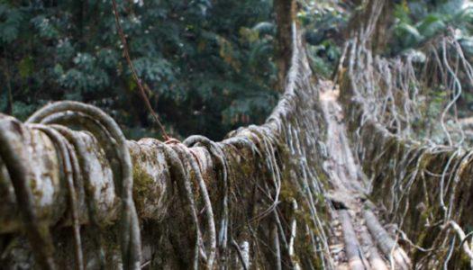 Living Root Bridges of Meghalaya: Discover the Resilient Products of Nature’s Ingenuity
