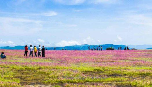Kaas Pathar: Guide to Maharashtra’s Magical Valley of Flowers
