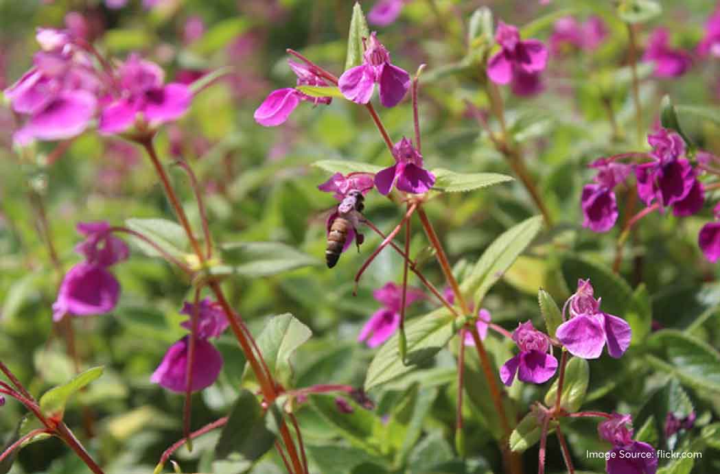 Kaas Pathar: Guide to Maharashtra's Magical Valley of Flowers