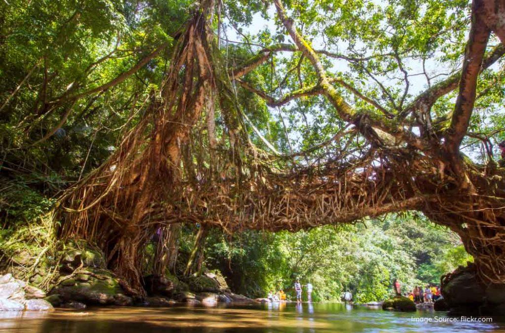 Most of the living root bridges are found in the Meghalaya region. 