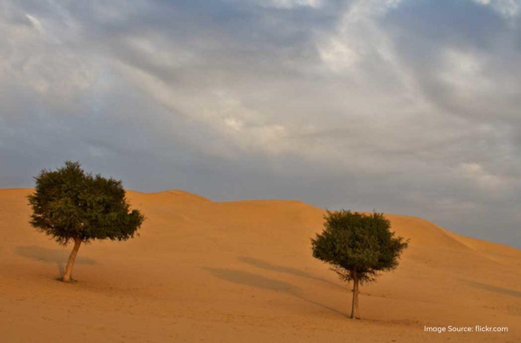 Khimsar village is also popularly known as the sand dunes village. 