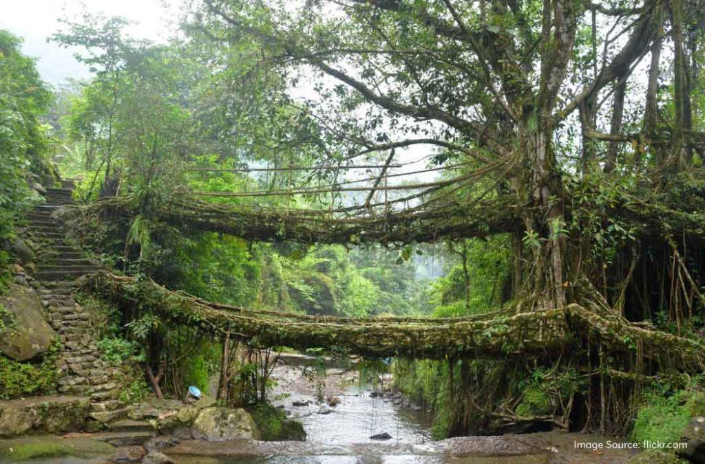 These living root bridges are also symbols of unity among the tribal people. 