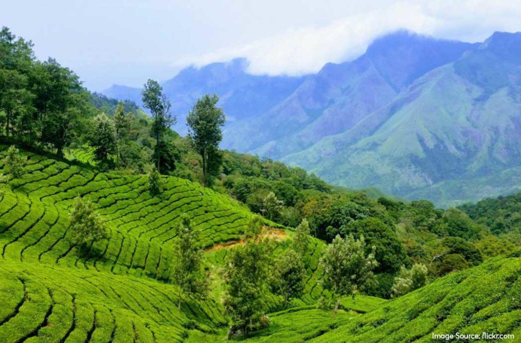 Check out one of the top tea gardens in India