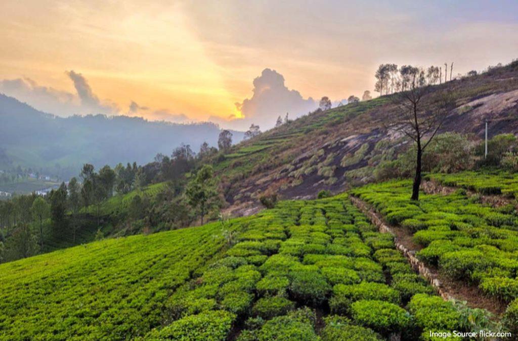 Check out one of the top tea gardens in India