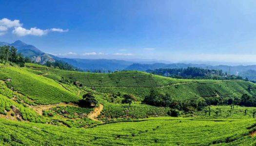 25+ Enchanting Tea Gardens in India for Blends and Brews