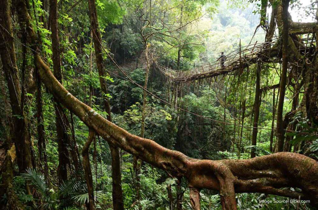Living root bridges are natural structures that are formed when the roots of the Ficus elastica plant intertwine to form a thick structure that can withstand the weight of humans and animals. 