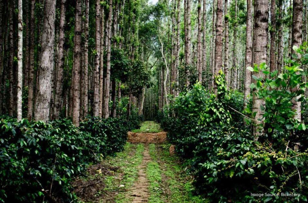 Chikmagalur is a coffee lover’s paradise! This is where you will find sprawling coffee plantations in India