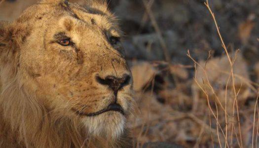 Roaring Pride: A Comprehensive Guide to Gir National Park