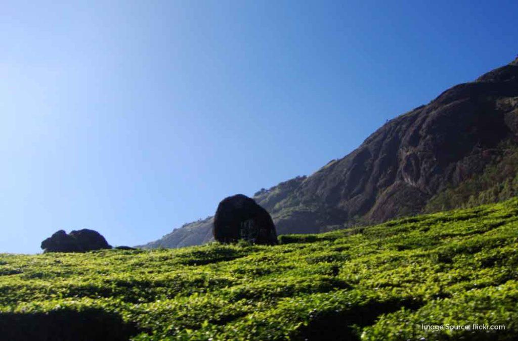 Munnar is a beautiful destination in God’s own country - Kerala.
