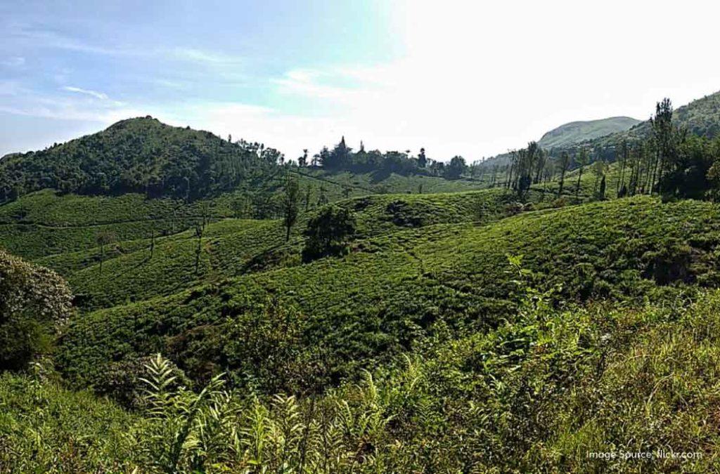 Wayanad is slowly gaining traction for being one of the most sought-after tourist destinations in India. 