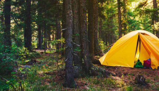 Jungle Camps: Relax and Rejuvenate Amidst The Comfort of the Wilderness