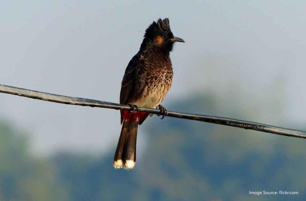 Bird watching is one of the main activities to indulge in Majuli Island