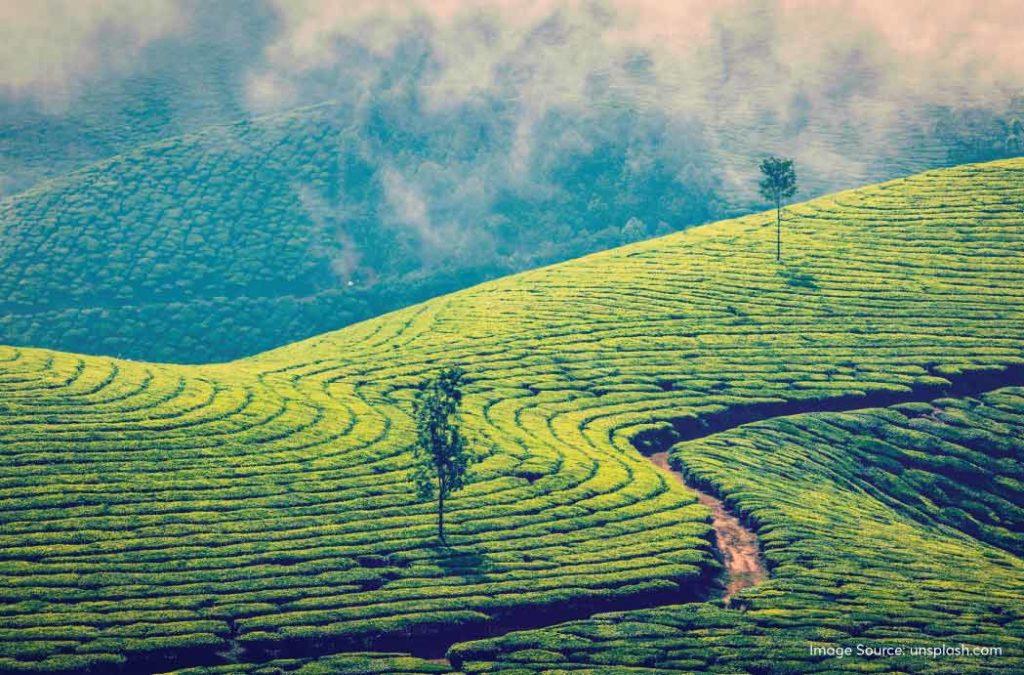 Munnar feels like heaven on earth and you’ll certainly agree with us after you pay a visit to this enchanting hill station in God’s Own Country - Kerala.