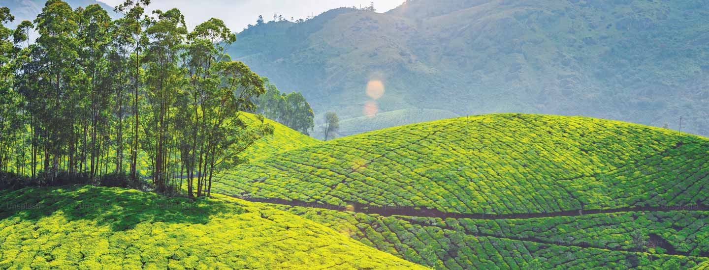 Places to Visit in Munnar