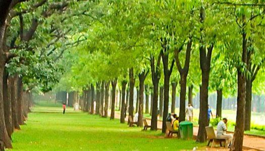 Cubbon Park 2024: History, Timings, Latest Updates and More