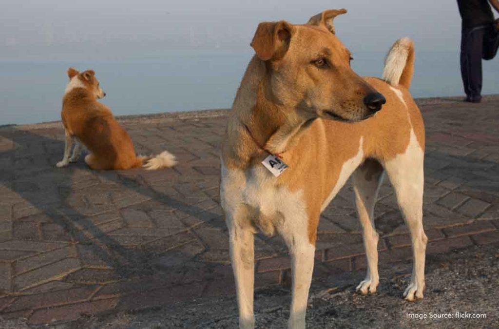 Visit the famous Marine Drive in Mumbai across the sea