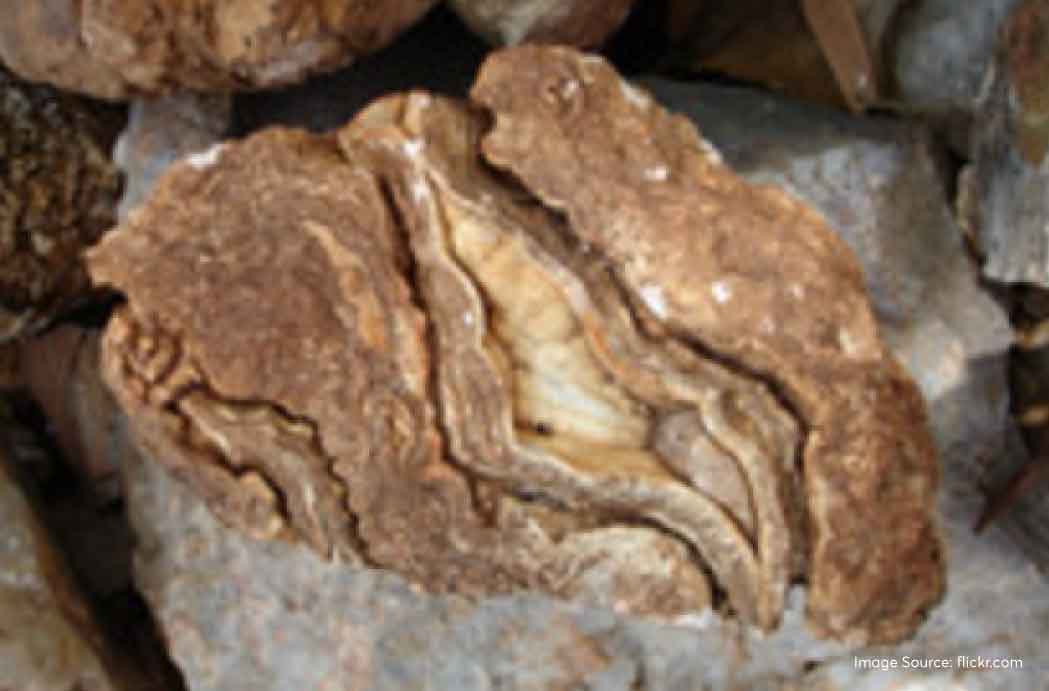 Fossil Parks in India Majestic Dinosaurs, Mysterious Trees and More!