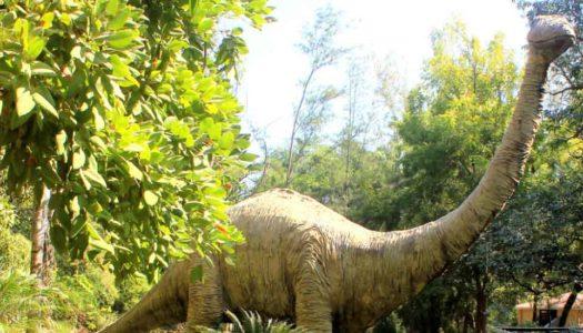 Fossil Parks in India: Majestic Dinosaurs, Mysterious Trees and More!