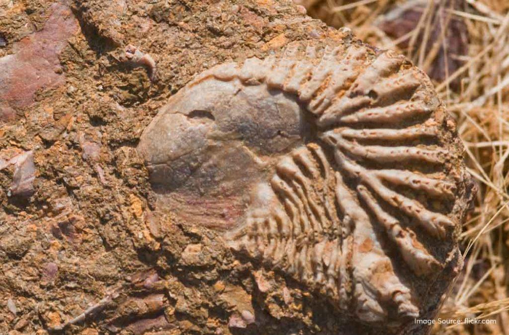 Discover the best fossil parks in India