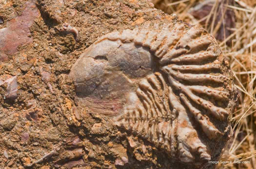 Fossil Parks in India: Majestic Dinosaurs, Mysterious Trees and More!