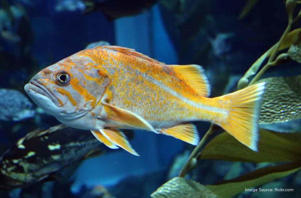 Check out the best aquariums in India for a fun time