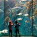 Check out the best aquariums in India for a fun time