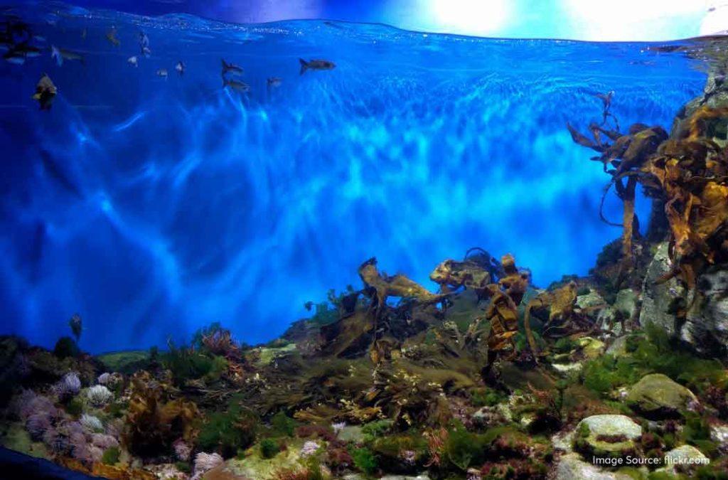 Check out the best aquariums in India for a fun time