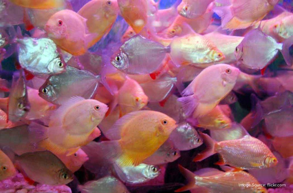 Check out the best aquariums in India for a fun time