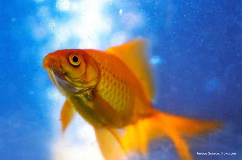 Check out the best aquariums in India for a fun time