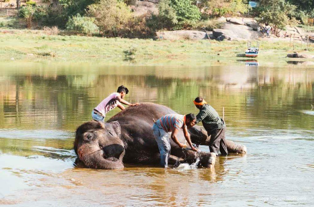 You can spend a day at the Sakrebailu Elephant Camp where you will find the majestic elephants in their natural habitat. 