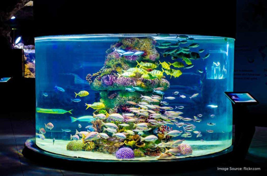 Check out the best aquariums in India for a fun time