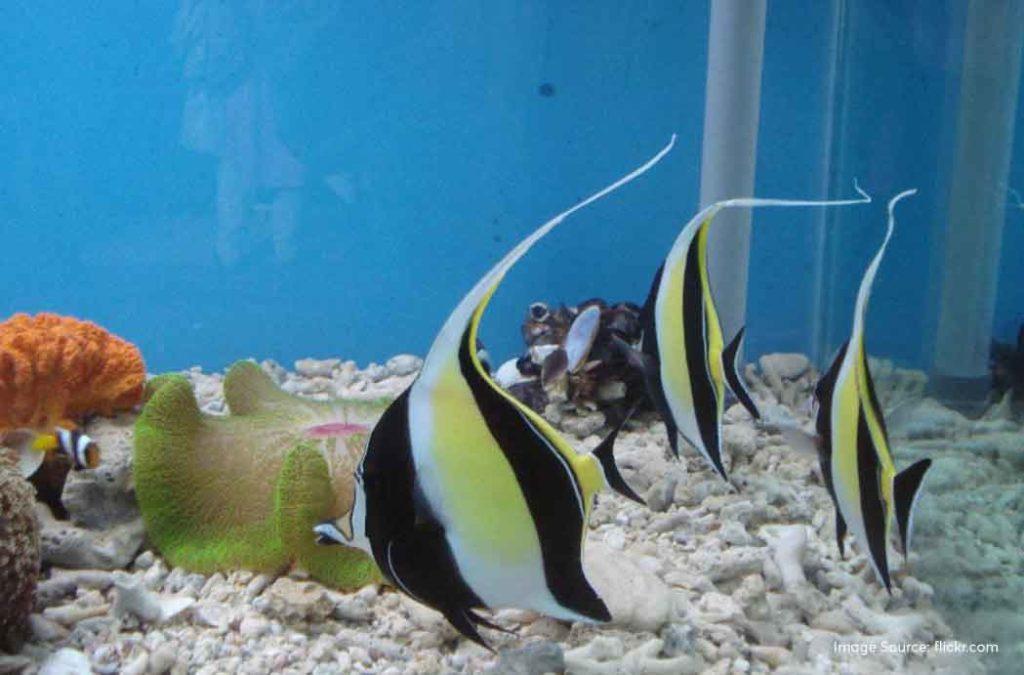 Check out the best aquariums in India for a fun time