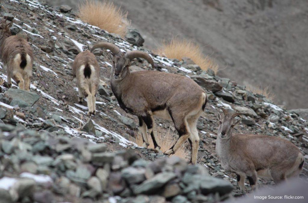 Hemis National Park has rugged terrains, deep gorges and very tall peaks. 