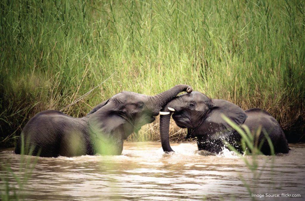 The Silent Valley National Park is the last stretch of the tropical rainforests in the Western Ghats region that remain undisturbed to date.