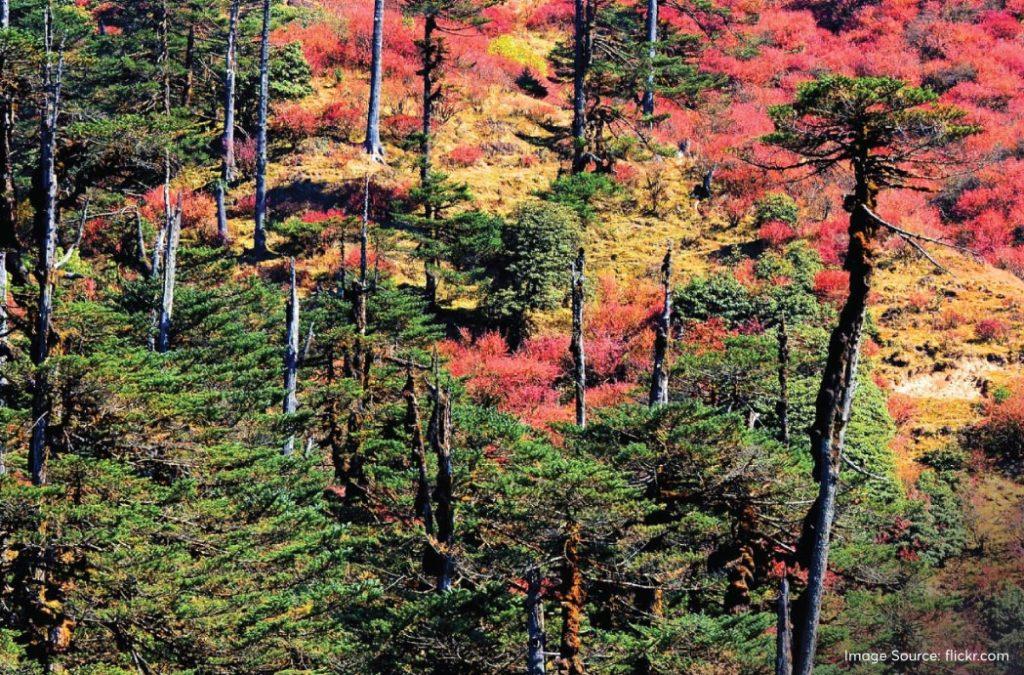 Singalila National Park is present on the Singalila ridge of West Bengal. It is present at a height of 2,300 metres above sea level and houses close to 20 species of mammals.