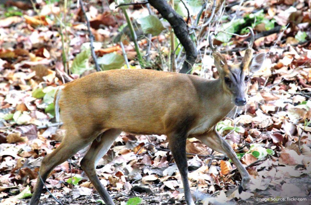 Barking Deer is also called Indian Muntjac.