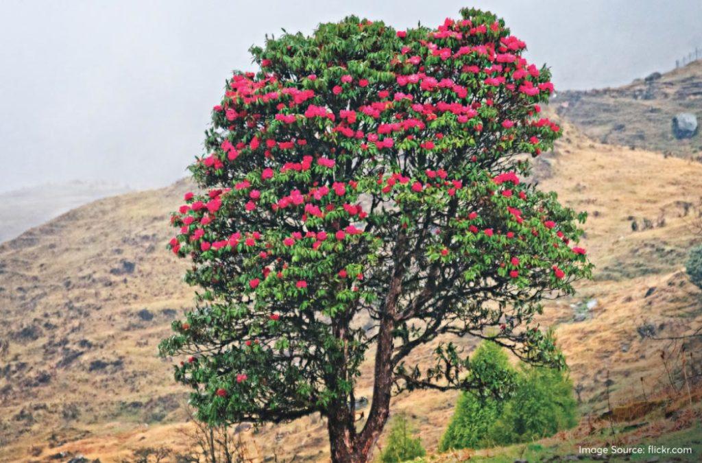 People usually prefer visiting the Singalila National Park during the spring and autumn seasons. 