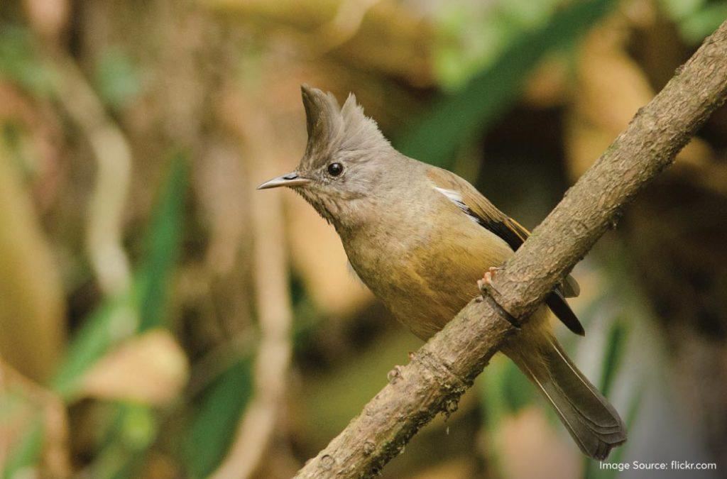 With almost 150 different species of birds, the Singalila National Park is the best place to go bird-watching. 