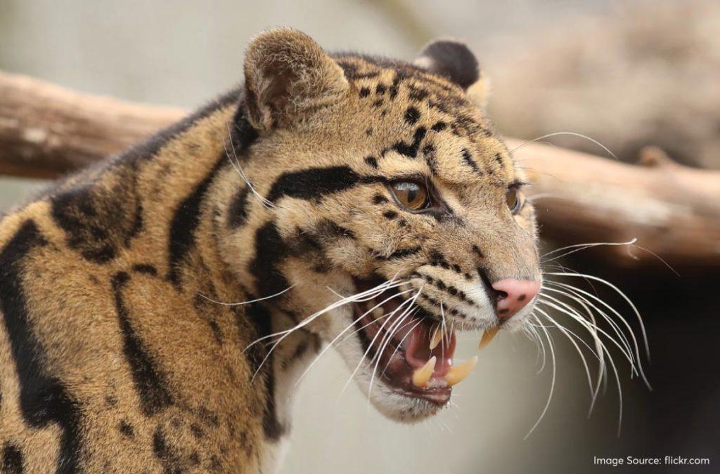 The Clouded Leopard is the apex predator of the Singalila National Park. 