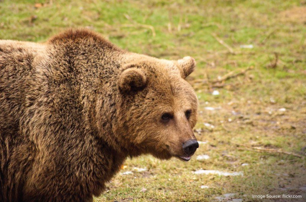 The Eurasian Brown Bear is the largest mammal that you will find in the Hemis National Park.