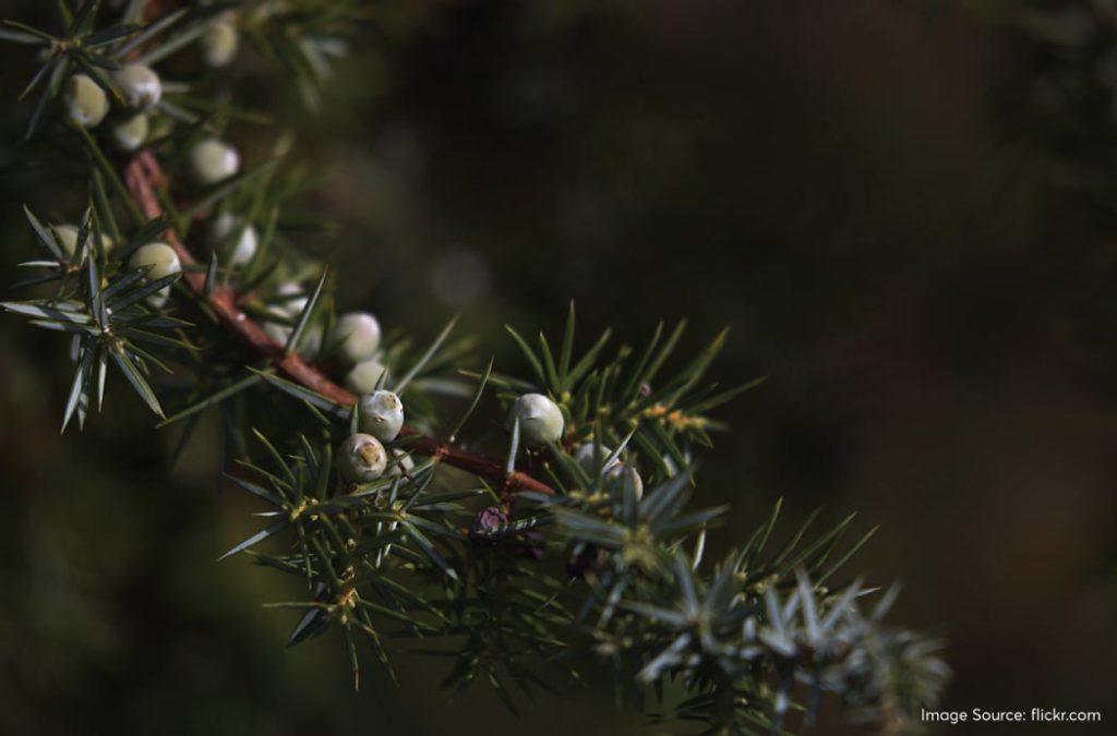 Juniper trees are very common in the Hemis National Park. 